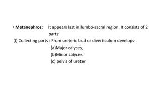 • Metanephros: It appears last in lumbo-sacral region. It consists of 2
parts:
(I) Collecting parts : From ureteric bud or diverticulum develops-
(a)Major calyces,
(b)Minor calyces
(c) pelvis of ureter
 