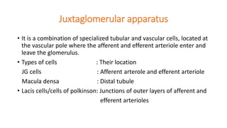 Juxtaglomerular apparatus
• It is a combination of specialized tubular and vascular cells, located at
the vascular pole where the afferent and efferent arteriole enter and
leave the glomerulus.
• Types of cells : Their location
JG cells : Afferent arterole and efferent arteriole
Macula densa : Distal tubule
• Lacis cells/cells of polkinson: Junctions of outer layers of afferent and
efferent arterioles
 