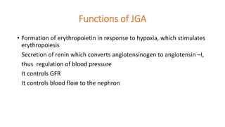 Functions of JGA
• Formation of erythropoietin in response to hypoxia, which stimulates
erythropoiesis
Secretion of renin which converts angiotensinogen to angiotensin –I,
thus regulation of blood pressure
It controls GFR
It controls blood flow to the nephron
 