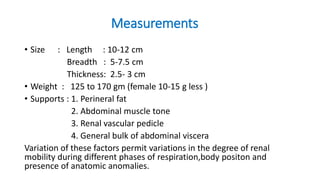 Measurements
• Size : Length : 10-12 cm
Breadth : 5-7.5 cm
Thickness: 2.5- 3 cm
• Weight : 125 to 170 gm (female 10-15 g less )
• Supports : 1. Perineral fat
2. Abdominal muscle tone
3. Renal vascular pedicle
4. General bulk of abdominal viscera
Variation of these factors permit variations in the degree of renal
mobility during different phases of respiration,body positon and
presence of anatomic anomalies.
 