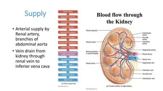 Supply
• Arterial supply by
Renal artery,
branches of
abdominal aorta
• Vein drain from
kidney through
renal vein to
Inferior vena cava
 