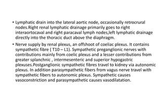 • Lymphatic drain into the lateral aortic node, occasionally retrocrural
nodes.Right renal lymphatic drainage primarily goes to right
interaortocaval and right paracaval lymph nodes,left lymphatic drainage
directly into the thoracic duct above the diaphragm.
• Nerve supply by renal plexus, an offshoot of coeliac plexus. It contains
sympathetic fibre ( T10 – L1). Sympathetic preganglionic nerves with
contributions mainly from coelic plexus and a lesser contributions from
greater splanchnic , intermesenteric and superior hypogastric
plexuses.Postganglionic sympathetic fibres travel to kidney via autonomic
plexus. In addition parasympathetic fibers from vagus nerve travel with
sympathetic fibers to autonomic plexus. Sympathetic causes
vasoconstriction and parasympathetic causes vasodilatation.
 