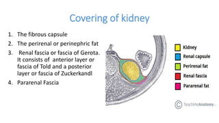Covering of kidney
1. The fibrous capsule
2. The perirenal or perinephric fat
3. Renal fascia or fascia of Gerota.
It consists of anterior layer or
fascia of Told and a posterior
layer or fascia of Zuckerkandl
4. Pararenal Fascia
 