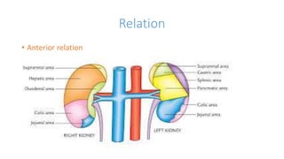 Relation
• Anterior relation
 