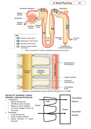 6. Renal Physiology 24
•
• Figure: Locations for filtration, reabsorption, secretion & excretion
•
• Diagramatic represent...