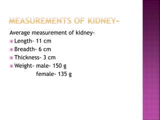 Average measurement of kidney-
 Length- 11 cm
 Breadth- 6 cm
 Thickness- 3 cm
 Weight- male- 150 g
female- 135 g
 