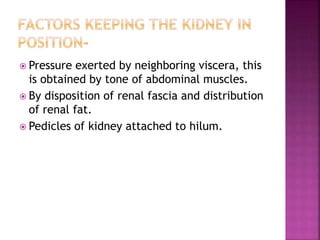  Pressure exerted by neighboring viscera, this
is obtained by tone of abdominal muscles.
 By disposition of renal fascia and distribution
of renal fat.
 Pedicles of kidney attached to hilum.
 