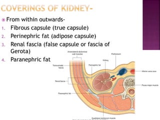  From within outwards-
1. Fibrous capsule (true capsule)
2. Perinephric fat (adipose capsule)
3. Renal fascia (false capsule or fascia of
Gerota)
4. Paranephric fat
 