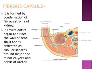  It is formed by
condensation of
fibrous stroma of
kidney.
 It covers entire
organ and lines
the wall of renal
sinus and is
reflected as
tubular sheaths
around major and
minor calyces and
pelvis of ureter.
 