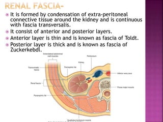  It is formed by condensation of extra-peritoneal
connective tissue around the kidney and is continuous
with fascia transversalis.
 It consist of anterior and posterior layers.
 Anterior layer is thin and is known as fascia of Toldt.
 Posterior layer is thick and is known as fascia of
Zuckerkebdl.
 