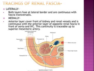  LATERALLY-
 Both layers fuse at lateral border and are continuous with
fascia transversalis.
 MEDIALLY-
 Anterior layer cover front of kidney and renal vessels and is
continuous with the anterior layer of opposite renal fascia in
front of aorta and IVC. This continuity is traceable up to
superior mesenteric artery.
 