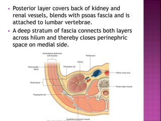  Posterior layer covers back of kidney and
renal vessels, blends with psoas fascia and is
attached to lumbar vertebrae.
 A deep stratum of fascia connects both layers
across hilum and thereby closes perinephric
space on medial side.
 