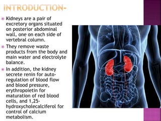  Kidneys are a pair of
excretory organs situated
on posterior abdominal
wall, one on each side of
vertebral column.
 They remove waste
products from the body and
main water and electrolyte
balance.
 In addition, the kidney
secrete renin for auto-
regulation of blood flow
and blood pressure,
erythropoietin for
maturation of red blood
cells, and 1,25-
hydroxycholecalciferol for
control of calcium
metabolism.
 