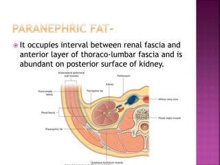  It occupies interval between renal fascia and
anterior layer of thoraco-lumbar fascia and is
abundant on posterior surface of kidney.
 