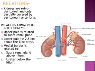  Kidneys are retro-
peritoneal and only
partially covered by
peritoneum anteriorly.
RELATIONS COMMON TO
BOTH KIDNEYS-
 Upper pole is related
to supra renal gland.
 Lower pole lie 2.5 cm
above the iliac crest.
 Medial border is
related to-
1. Supra renal gland
above hilum.
2. Ureter below the
hilum.
 