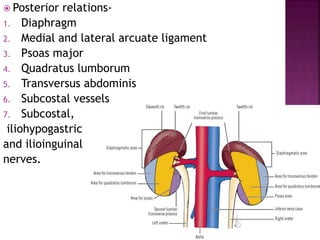  Posterior relations-
1. Diaphragm
2. Medial and lateral arcuate ligament
3. Psoas major
4. Quadratus lumborum
5. Transversus abdominis
6. Subcostal vessels
7. Subcostal,
iliohypogastric
and ilioinguinal
nerves.
 