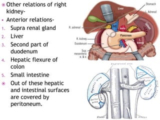  Other relations of right
kidney-
 Anterior relations-
1. Supra renal gland
2. Liver
3. Second part of
duodenum
4. Hepatic flexure of
colon
5. Small intestine
 Out of these hepatic
and intestinal surfaces
are covered by
peritoneum.
 
