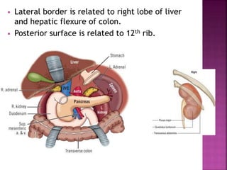  Lateral border is related to right lobe of liver
and hepatic flexure of colon.
 Posterior surface is related to 12th rib.
 