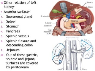  Other relation of left
kidney-
 Anterior surface-
1. Suprarenal gland
2. Spleen
3. Stomach
4. Pancreas
5. Splenic vessels
6. Splenic flexure and
descending colon
7. Jejunum
 Out of these gastric,
splenic and jejunal
surfaces are covered
by peritoneum
 