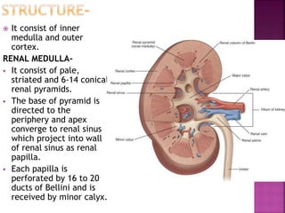  It consist of inner
medulla and outer
cortex.
RENAL MEDULLA-
 It consist of pale,
striated and 6-14 conical
renal pyramids.
 The base of pyramid is
directed to the
periphery and apex
converge to renal sinus
which project into wall
of renal sinus as renal
papilla.
 Each papilla is
perforated by 16 to 20
ducts of Bellini and is
received by minor calyx.
 
