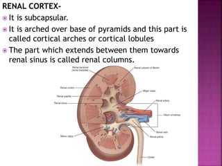 RENAL CORTEX-
 It is subcapsular.
 It is arched over base of pyramids and this part is
called cortical arches or cortical lobules
 The part which extends between them towards
renal sinus is called renal columns.
 