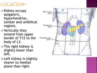  Kidney occupy
epigastric,
hypochondriac,
lumbar and umbilical
regions.
 Vertically they
extend from upper
border of T12 to the
body of L3.
 The right kidney is
slightly lower than
left.
 Left kidney is slightly
nearer to median
plane than right.
 