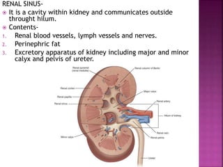 RENAL SINUS-
 It is a cavity within kidney and communicates outside
throught hilum.
 Contents-
1. Renal blood vessels, lymph vessels and nerves.
2. Perinephric fat
3. Excretory apparatus of kidney including major and minor
calyx and pelvis of ureter.
 