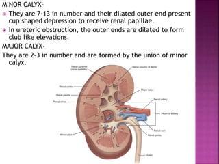 MINOR CALYX-
 They are 7-13 in number and their dilated outer end present
cup shaped depression to receive renal papillae.
 In ureteric obstruction, the outer ends are dilated to form
club like elevations.
MAJOR CALYX-
They are 2-3 in number and are formed by the union of minor
calyx.
 