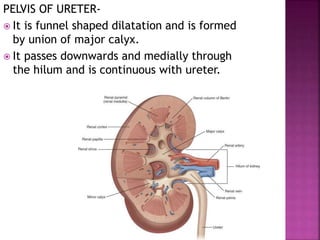 PELVIS OF URETER-
 It is funnel shaped dilatation and is formed
by union of major calyx.
 It passes downwards and medially through
the hilum and is continuous with ureter.
 