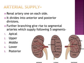  Renal artery one on each side.
 It divides into anterior and posterior
divisions.
 Further branching give rise to segmental
arteries which supply following 5 segments-
1. Apical
2. Upper
3. Middle
4. Lower
5. Posterior
 