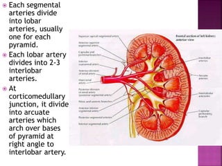  Each segmental
arteries divide
into lobar
arteries, usually
one for each
pyramid.
 Each lobar artery
divides into 2-3
interlobar
arteries.
 At
corticomedullary
junction, it divide
into arcuate
arteries which
arch over bases
of pyramid at
right angle to
interlobar artery.
 