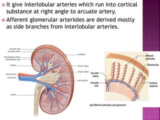  It give interlobular arteries which run into cortical
substance at right angle to arcuate artery.
 Afferent glomerular arterioles are derived mostly
as side branches from interlobular arteries.
 