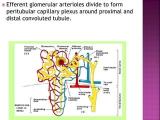  Efferent glomerular arterioles divide to form
peritubular capillary plexus around proximal and
distal convoluted tubule.
 