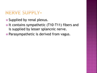  Supplied by renal plexus.
 It contains sympathetic (T10-T11) fibers and
is supplied by lesser splancnic nerve.
 Parasympathetic is derived from vagus.
 