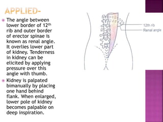  The angle between
lower border of 12th
rib and outer border
of erector spinae is
known as renal angle.
It overlies lower part
of kidney. Tenderness
in kidney can be
elicited by applying
pressure over this
angle with thumb.
 Kidney is palpated
bimanually by placing
one hand behind
flank. When enlarged,
lower pole of kidney
becomes palpable on
deep inspiration.
 