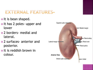  It is bean shaped.
 It has 2 poles- upper and
lower
 2 borders- medial and
lateral.
 2 surfaces- anterior and
posterior.
 It is reddish brown in
colour.
 