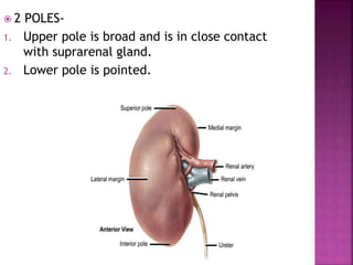  2 POLES-
1. Upper pole is broad and is in close contact
with suprarenal gland.
2. Lower pole is pointed.
 