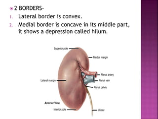 2 BORDERS-
1. Lateral border is convex.
2. Medial border is concave in its middle part,
it shows a depression called hilum.
 