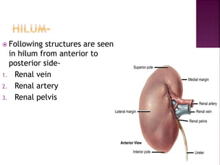  Following structures are seen
in hilum from anterior to
posterior side-
1. Renal vein
2. Renal artery
3. Renal pelvis
 