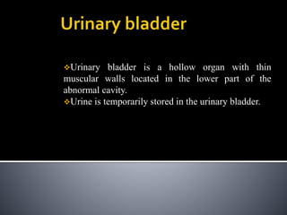 Urinary bladder is a hollow organ with thin
muscular walls located in the lower part of the
abnormal cavity.
Urine is temporarily stored in the urinary bladder.
 