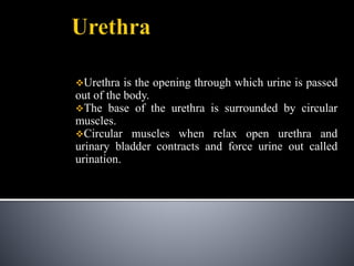 Urethra is the opening through which urine is passed
out of the body.
The base of the urethra is surrounded by circular
muscles.
Circular muscles when relax open urethra and
urinary bladder contracts and force urine out called
urination.
 