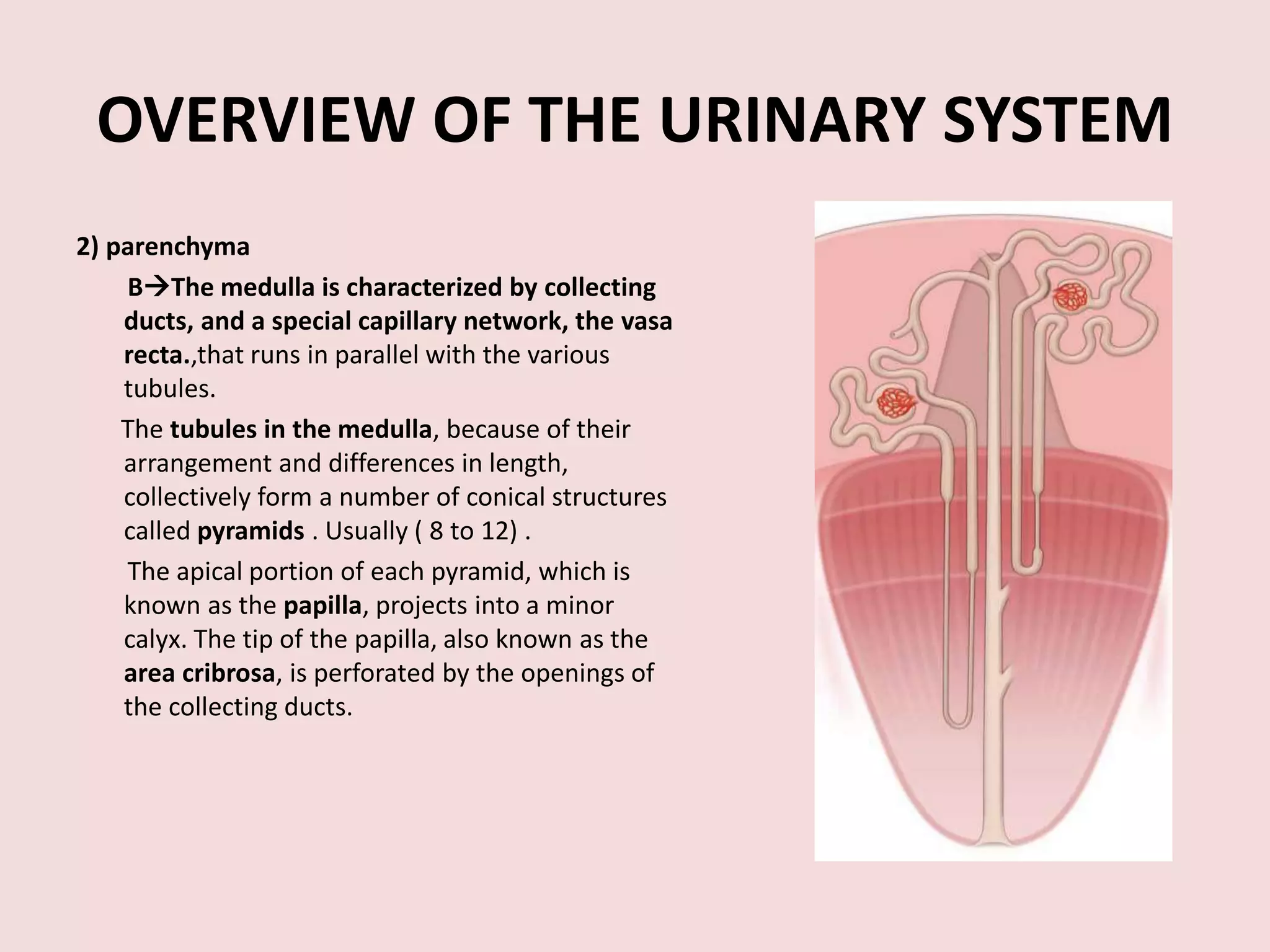 OVERVIEW OF THE URINARY SYSTEM
2) parenchyma
BThe medulla is characterized by collecting
ducts, and a special capillary network, the vasa
recta.,that runs in parallel with the various
tubules.
The tubules in the medulla, because of their
arrangement and differences in length,
collectively form a number of conical structures
called pyramids . Usually ( 8 to 12) .
The apical portion of each pyramid, which is
known as the papilla, projects into a minor
calyx. The tip of the papilla, also known as the
area cribrosa, is perforated by the openings of
the collecting ducts.
 
