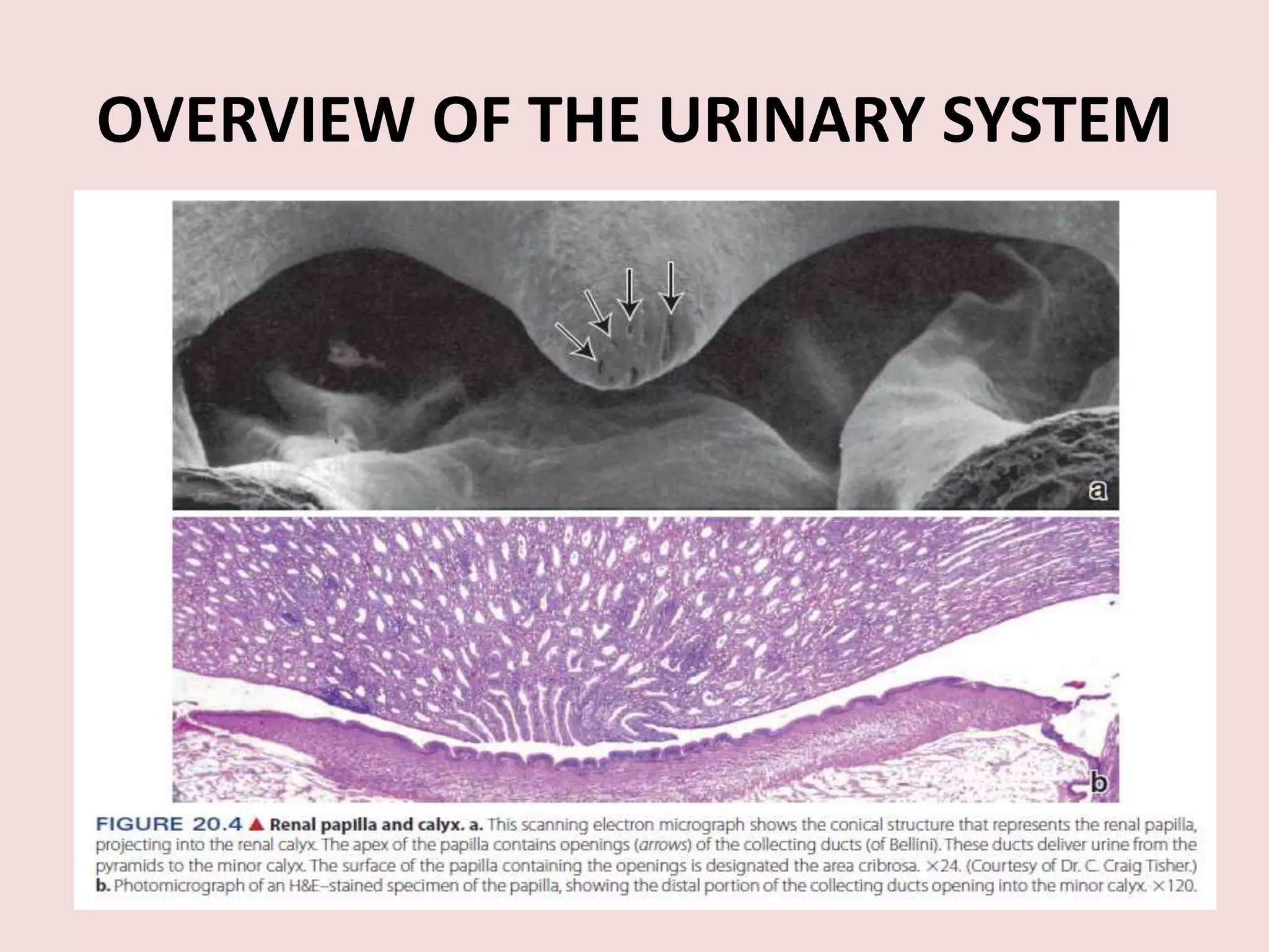 OVERVIEW OF THE URINARY SYSTEM
 