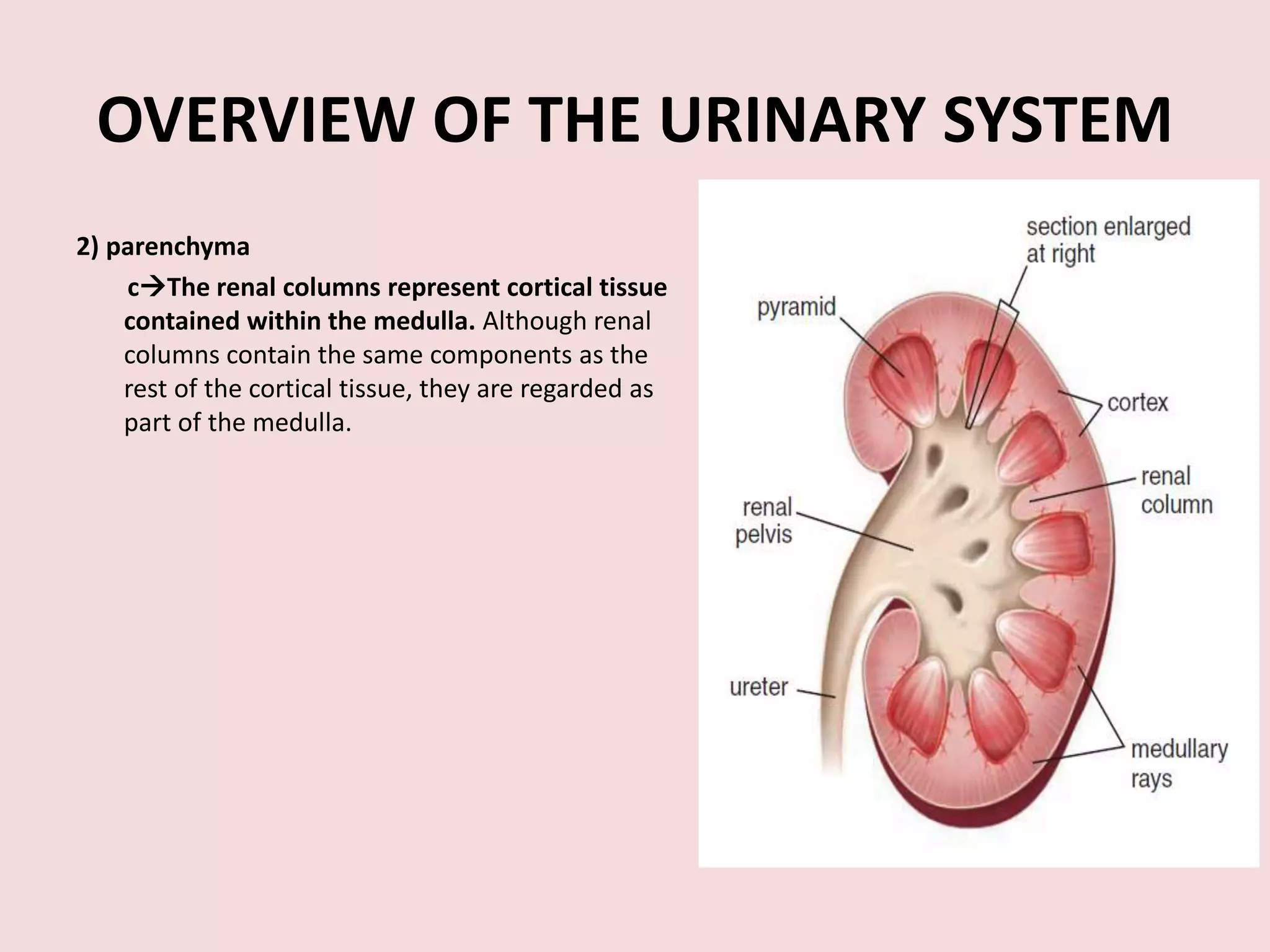 OVERVIEW OF THE URINARY SYSTEM
2) parenchyma
cThe renal columns represent cortical tissue
contained within the medulla. Although renal
columns contain the same components as the
rest of the cortical tissue, they are regarded as
part of the medulla.
 