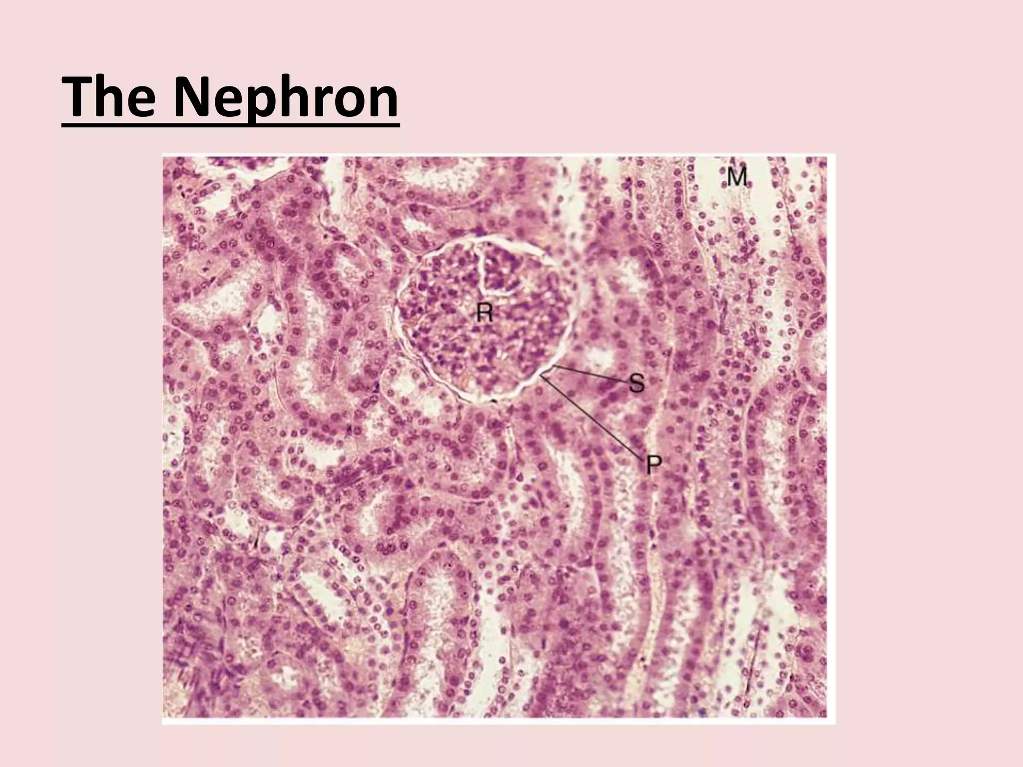 The Nephron
 