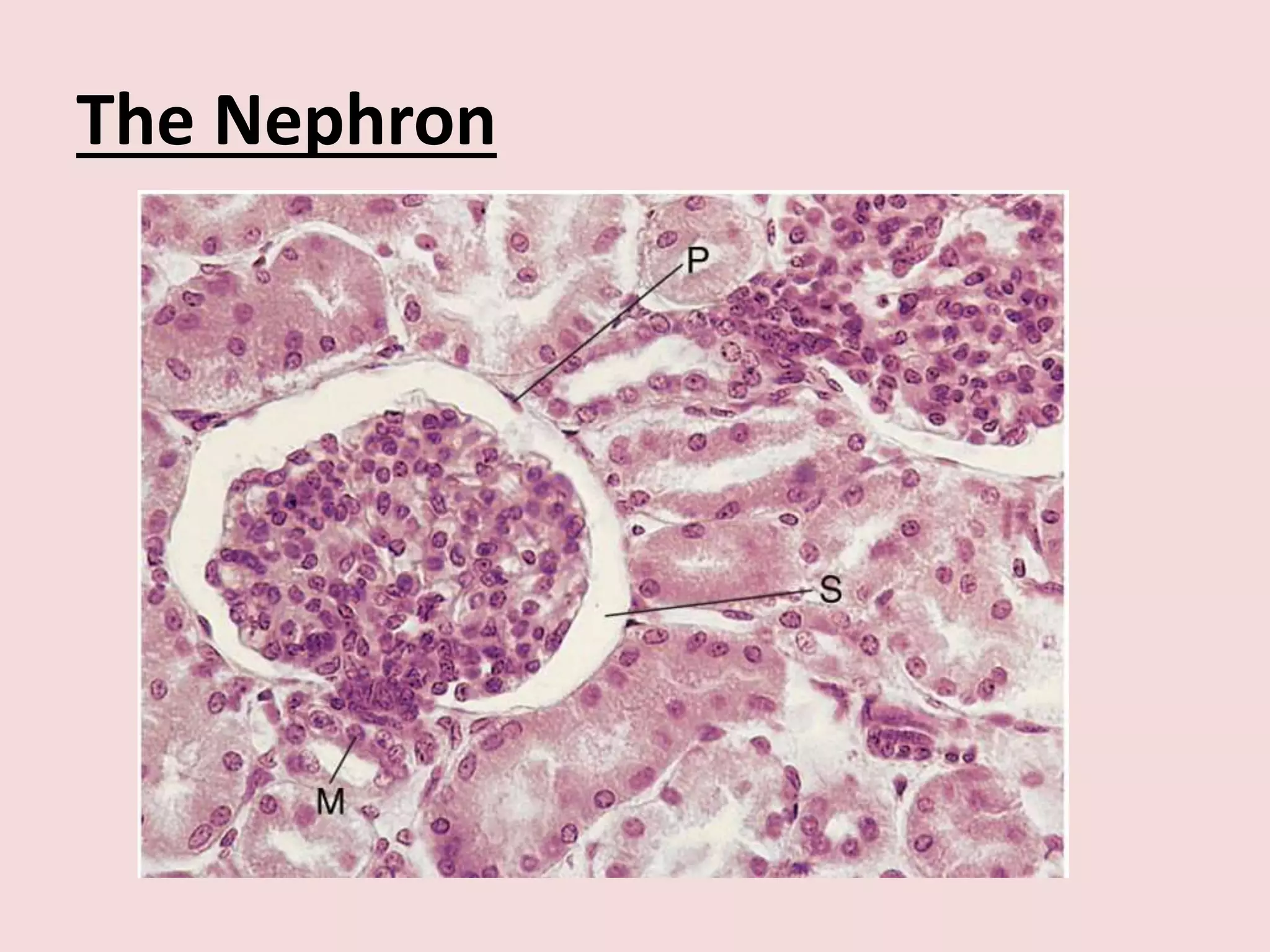 The Nephron
 