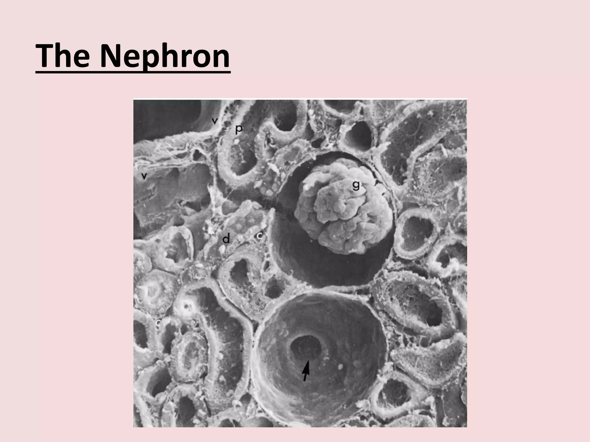 The Nephron
 