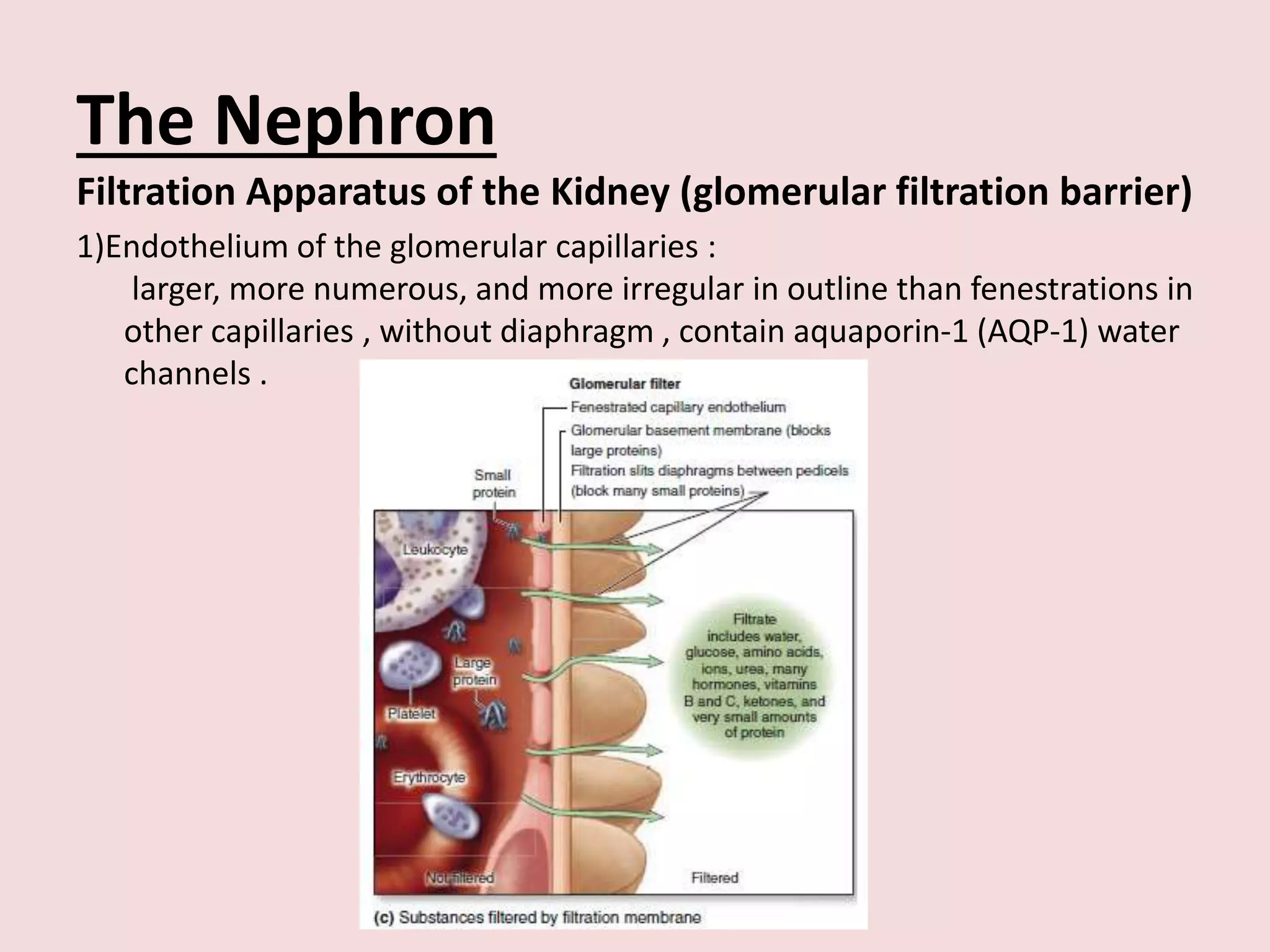 The Nephron
Filtration Apparatus of the Kidney (glomerular filtration barrier)
1)Endothelium of the glomerular capillaries :
larger, more numerous, and more irregular in outline than fenestrations in
other capillaries , without diaphragm , contain aquaporin-1 (AQP-1) water
channels .
 