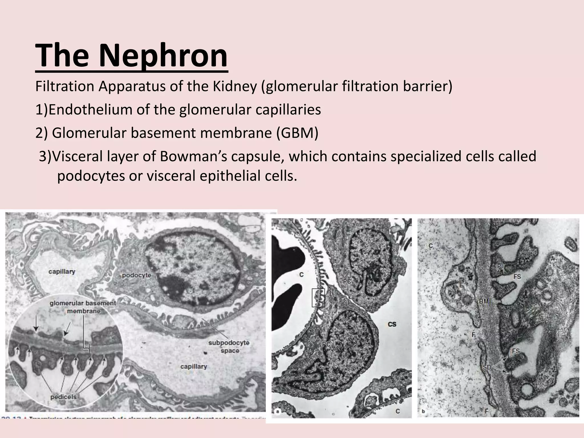 The Nephron
Filtration Apparatus of the Kidney (glomerular filtration barrier)
1)Endothelium of the glomerular capillaries
2) Glomerular basement membrane (GBM)
3)Visceral layer of Bowman’s capsule, which contains specialized cells called
podocytes or visceral epithelial cells.
 