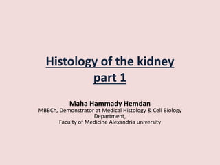 Histology of the kidney
part 1
Maha Hammady Hemdan
MBBCh, Demonstrator at Medical Histology & Cell Biology
Department,
Faculty of Medicine Alexandria university
 